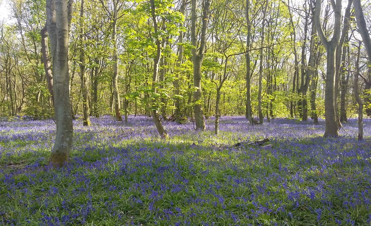 Kings Wood May 2016 - abundance of bluebells